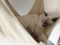 Olivia de Lawren, blue mitted