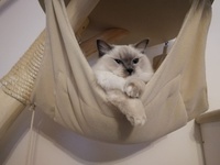 Olivia de Lawren, blue mitted