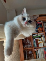 Ottie de Lawren, blue bicolor