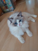 Ottie de Lawren, blue bicolor