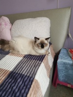 Phoebe de Lawren, seal mitted