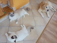 Pippa, Eliash a 🐶