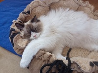 Pippa de Lawren, seal bicolor