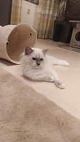 Perry de Lawren, blue mitted
