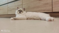 Perry de Lawren, blue mitted