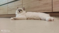 Perry de Lawren, blue mitted