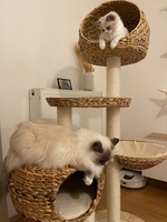 Quincy a Mikael de Lawren