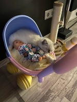 Quinn de Lawren, blue mitted with blaze
