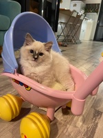 Quinn de Lawren, blue mitted with blaze