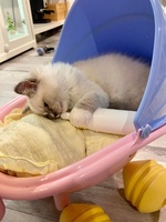 Quinn de Lawren, blue mitted with blaze
