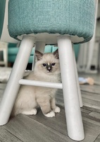 Quinn de Lawren, blue mitted with blaze