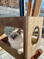 Quincy de Lawren, blue bicolor