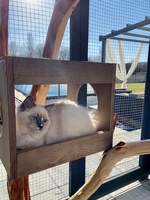 Quinn de Lawren, blue mitted with blaze