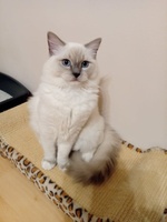 Quintus de Lawren, blue mitted