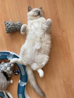 Quintus de Lawren, blue mitted