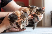 Jedny z loňských koťat v dočasné péči. Dospělosti se polovina z nich nedožila díky různým kočičím nemocem. Nebuďte lhostejní. Kastrujte své kočky a kocoury.