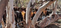 Fra en av vannpostene for villhestene i Australia