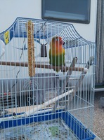 agapornis, dando el cante.