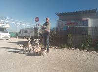 2 Whippet, 2 Shiht Tzu y 1 belga