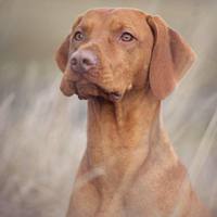 Orion Jantar Devil "Tyrion"