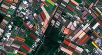 Campos de tulipanes