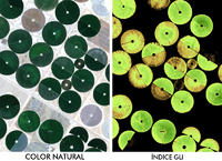 Color natural e índice GLI
