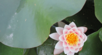 秋は蓮の花も咲いています。