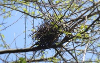 鳥の巣発見