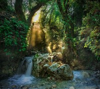 Domovem prvních koní byly husté a vlhké pralesy. Zdroj: Unsplash