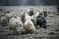 ... přes zemědělství ... Zdroj: Samphotostock