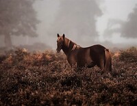 Zpočátku živelný chov koní začal dostávat z rozhodnutí panovníka potřebná pravidla. Zdroj: Unsplash