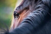 "Hlásím pane hejtmane, a já to musím říct, tož, člověk rád jde, člověk musí jít, když pán chce, smrti vstříc - však koní šetřte, prosím tisíckrát, to dobytče se strašně umí ptát, proč nesmí žíti víc ..." Z válečných veršů Fráni Šrámka. Zdroj: Pixabay