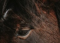 Koně byli do bitev cvičeni tak, aby potlačovali své instinkty a projevy přirozeného chování - plachost, strach, snahu o útěk. Zdroj: Unsplash