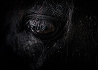 Životní příběh výjimečného Bukephala se uzavřel v daleké Indii, kde na následky válečných zranění uhynul. Zdroj: Unsplash