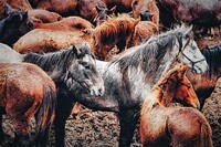 Konstantinopolí a dalšími křižovatkami tehdejšího světa proudily tisíce koní. Dlouho tu nepobyly, dychtiví kupci a překupníci je po krátkém smlouvání zaplatili a chvatně s nimi putovali dál. Zdroj: Unsplash