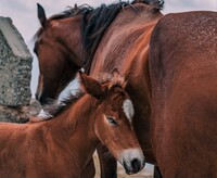 Jak dlouho spolu ještě budou ? Moc dlouho ne. A vrátí se někdy tam, odkud přišli ? Většinou již nikdy. Zdroj: Unsplash