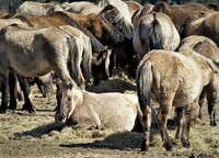 Koňská tržiště vždy bývala pestrou směsicí těchto zvířat původů známých, ale velmi často také neznámých. Zdroj: Pixabay