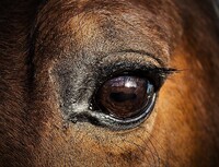 Na rytířova hřebce se kladly velké nároky. Některé odpovídaly jeho biologické přirozenosti, jiné s ní byly v příkrém rozporu. Uplatňovány však byly. Zdroj: Pixabay