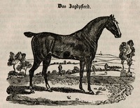 Lovecký kůň, vyobrazení z roku 1837. Zdroj: archiv autora