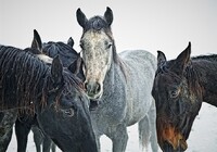 Jezdečtí koně z nejlepších francouzských hřebčínů začali vyhladovělým a promrzlým Napoleonovým vojákům sloužit jako potrava. Zdroj: Pixabay