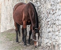Koně, kteří přežili smrtící palbu, čekalo bloudění v ruinách, mezi zákopy, v zabláceném světě nikoho, propleteném ostnatým drátem. Do toho se zmatení koně zaplétali, hluboké tržné rány jim působily záněty a otravy, takže nakonec stejně hynuli nebo museli být utraceni. Zdroj: Pixabay