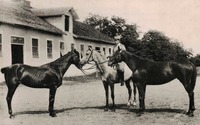 Více než koně jezdečtí nakonec v 1. světové válce našli uplatnění koně tažní. Železniční síť byla poničená dělostřeleckou palbou, vozidel bylo málo, hlavní úkol přepravy proto závisel na živé koňské síle. Koně táhli těžké vozy s proviantem, děla a munici, na jednoho připadalo až 300 kilogramů nákladu. Po rovině či do kopců, mezi zákopy či krátery od granátů, po suchu nebo v zimě, plískanicích a v hlubokém blátě. Životnost takových tažných koní proto byla i mimo přímé bojové nasazení velmi krátká. Zdroj: archiv autora