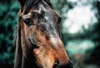 Válku snášeli koně mnohem hůře než člověk. Její dramatické atmosféře a bezpočtu nebezpečných situací nerozuměli, byly pro ně nepřirozené, nedokázali na ně reagovat, byli však nuceni je snášet a trpět. A umírat - zastřelením, na následky zranění, vyčerpání, uvíznutím ve sněhu a blátě nebo na infekční onemocnění. Často byli ponecháni vlastnímu osudu, v lepším případě z "milosrdenství" člověka zastřeleni. Vojáci vzpomínali, jak některé cesty byly úplně lemovány mrtvými nebo umírajícími koňmi. Zdroj: Unsplash