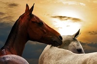 Kmeny Achalů a Tekinců daly koni název - Achal-Teké. Zdroj: Samphotostock
