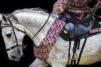 Španělský kůň pocházel ze suchých oblastí Andalusie, zejména v 16. století se stal oblíbeným jezdeckým koněm evropských panovníků a tehdy vyhlášených mistrů jezdeckého umění, včetně Williama Cavendishe, vévody z Newcastlu. Zdroj: Pixabay