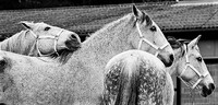 Berberský kůň je starobylé plemeno, pocházející z oblastí dnešního Maroka, Libye a Alžírska v severní Africe. V 6. století se tu patrně zkřížili koně starogermánských Vandalů s koňmi orientálními, Maurové je pak dále zušlechťovali arabskými plnokrevníky. Berberští koně sami se následně podíleli na vzniku především španělských koní. Zdroj: Pixabay