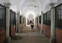V tichých stájích a pod pečlivým a odborným opatrováním mnichů různých řádů se chov koní plynule a nerušeně dál rozvíjel. Zdroj: Pixabay