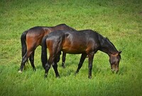 Netrvalo dlouho a soustředění a pilní mniši se stali takovými odborníky na chov, krmení a léčení koní, že se pro mnohé chovatele stali vítanými poradci. Zdroj: Pixabay