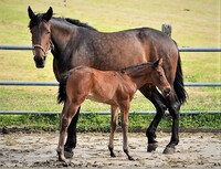 Cenné rady se uchovaly i v písemné podobě. Například v klášteře Einsiedeln byla významná písařská škola a do dnešních dnů se jen tady zachovalo asi 250.000 knih, 1.230 rukopisů a 1.040 prvotisků z různých oborů. Zdroj: Pixabay