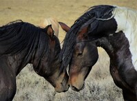 Po dvě stě čtyřiceti letech hrozilo mustangům vyhubení. Zdroj: Pixabay